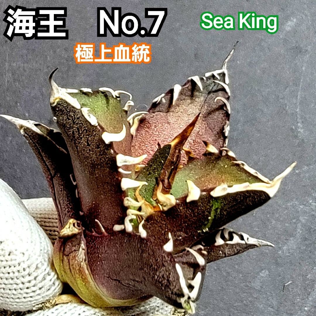 極上血統！　海王　No.7　アガベ　チタノタ　攻撃的な厳つい姿が最大の特徴！ ハンドメイドのフラワー/ガーデン(その他)の商品写真