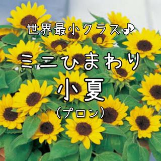 【ミニひまわり小夏のタネ】20粒 種子 種 ヒマワリ ひまわり 向日葵 夏 園芸(その他)