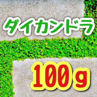 【最強グランドカバーの種】ダイカンドラ 花の種子 100g！緑肥 芝生代用(プランター)