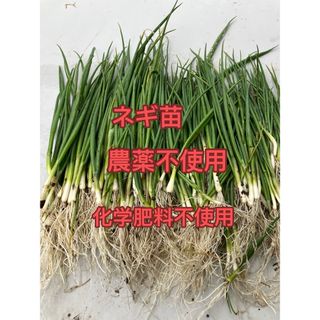 ネギ苗30本(野菜)