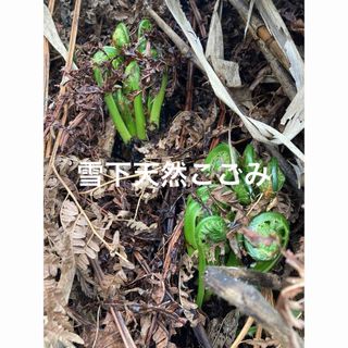 雪下天然こごみ(野菜)