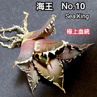 極上血統！　海王　No.10　アガベ　チタノタ　攻撃的な厳つい姿が最大の特徴！(その他)