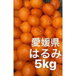 愛媛県産　はるみ　柑橘　5kg(フルーツ)