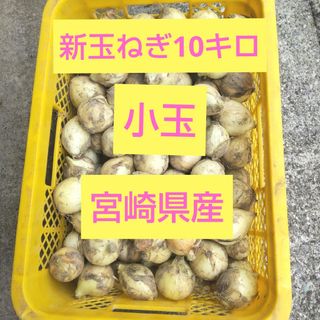 新玉ねぎ10㎏  小さい  小玉(野菜)