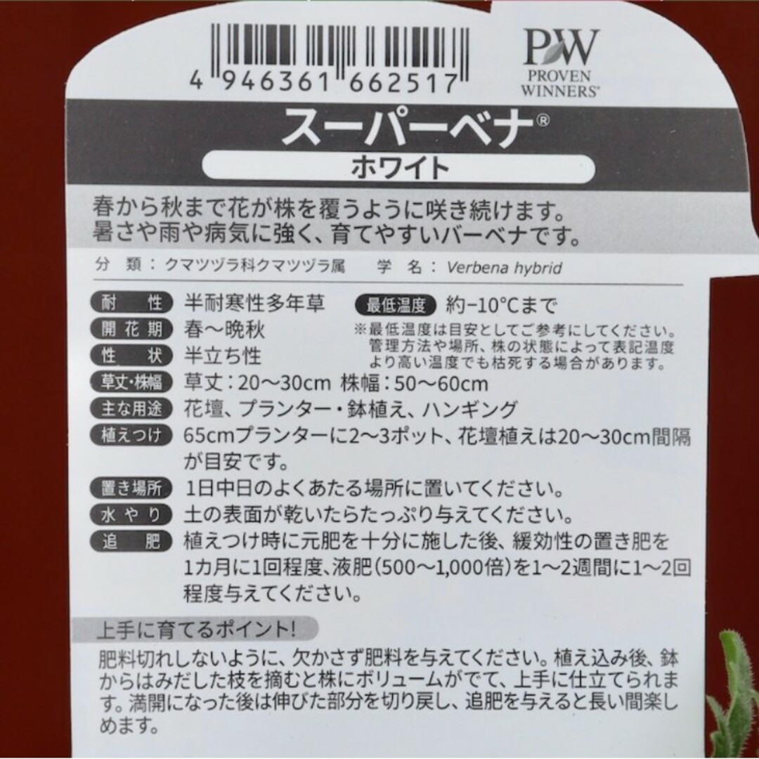 宿根草多年草 PW バーベナ『スーパーベナ・ホワイト』純白！ポット苗 のまま発送 ハンドメイドのフラワー/ガーデン(その他)の商品写真