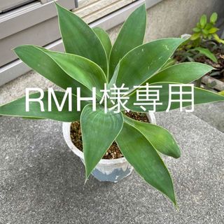 RMH様専用　アテナータ　A(その他)