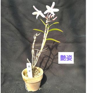 石斛花（セッコク）　艶姿(その他)