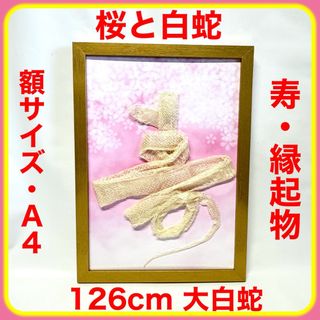 希少❗️白蛇 一本抜け殻 お守り 寿 蛇文字 額装　　　　　②