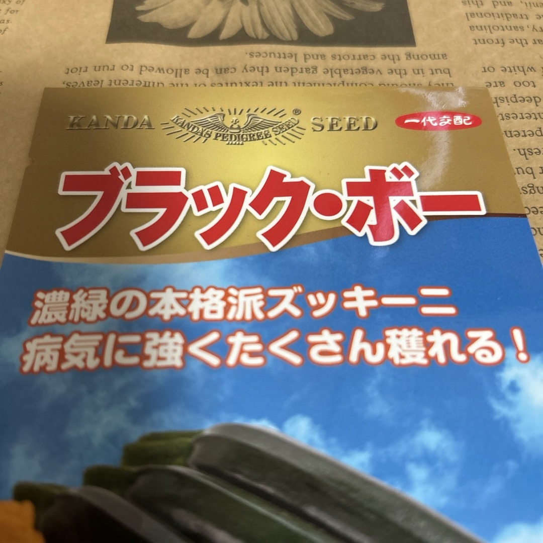 種　ズッキーニ　ブラック・ボー  ハンドメイドのフラワー/ガーデン(その他)の商品写真