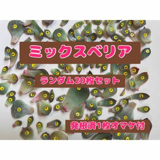 ミックスベリア　ランダム20枚セット　当日又は翌日発送(その他)