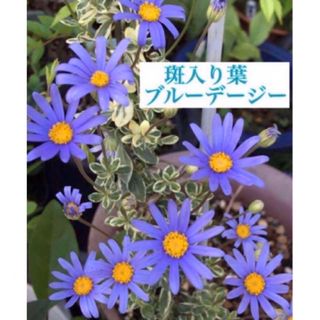 花も葉も美しい❣️斑入り葉ブルーデージー苗　一株(その他)