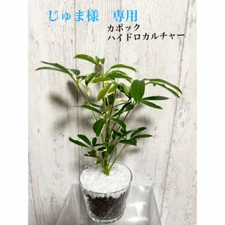 カポック　班入り　ハイドロカルチャー　観葉植物(ドライフラワー)