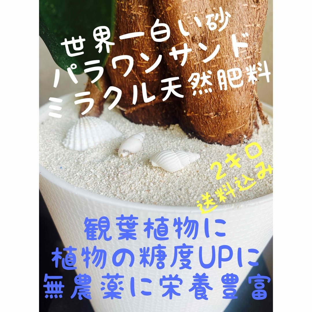 オカヤドカリ飼育用　パラオ天然　珊瑚砂　パラワンサンド　観葉植物等 その他のペット用品(その他)の商品写真