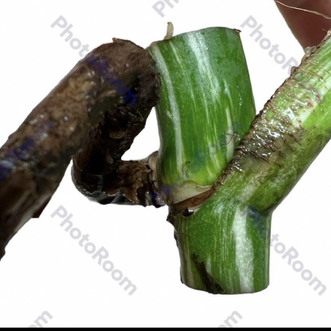 G モンステラ斑入り　カット茎　ボルシギアナ　ホワイトタイガー　発根済み　鉢植え ハンドメイドのフラワー/ガーデン(その他)の商品写真