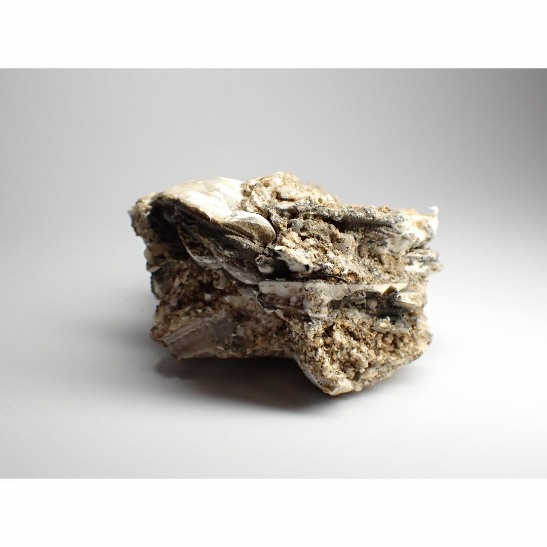 【千葉県】結晶貝化石【shell44】 エンタメ/ホビーのコレクション(その他)の商品写真