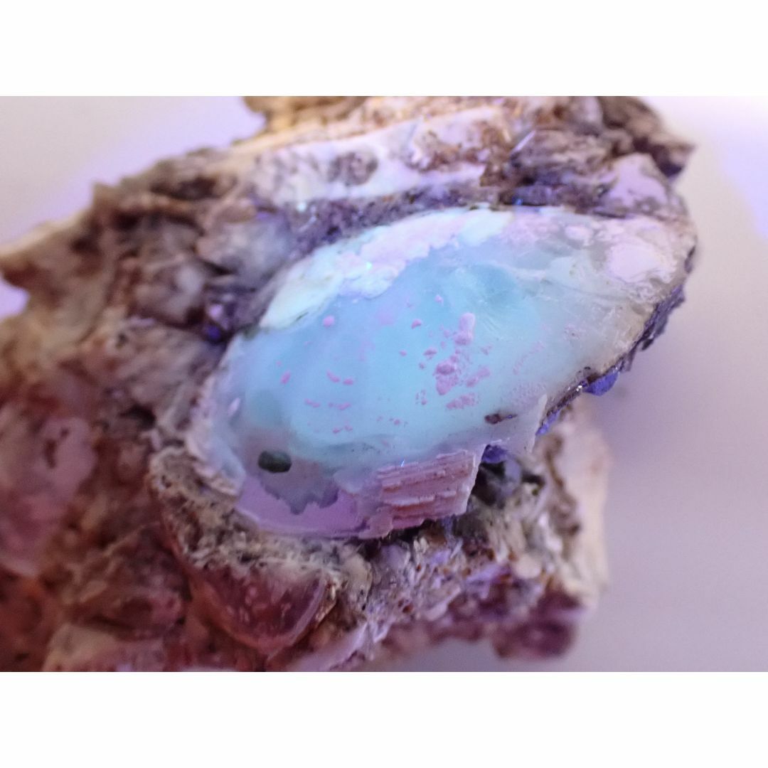 【千葉県】結晶貝化石【shell44】 エンタメ/ホビーのコレクション(その他)の商品写真