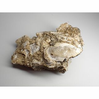 【千葉県】結晶貝化石【shell44】(その他)