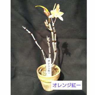 石斛花（セッコク）　オレンジ紅一(その他)