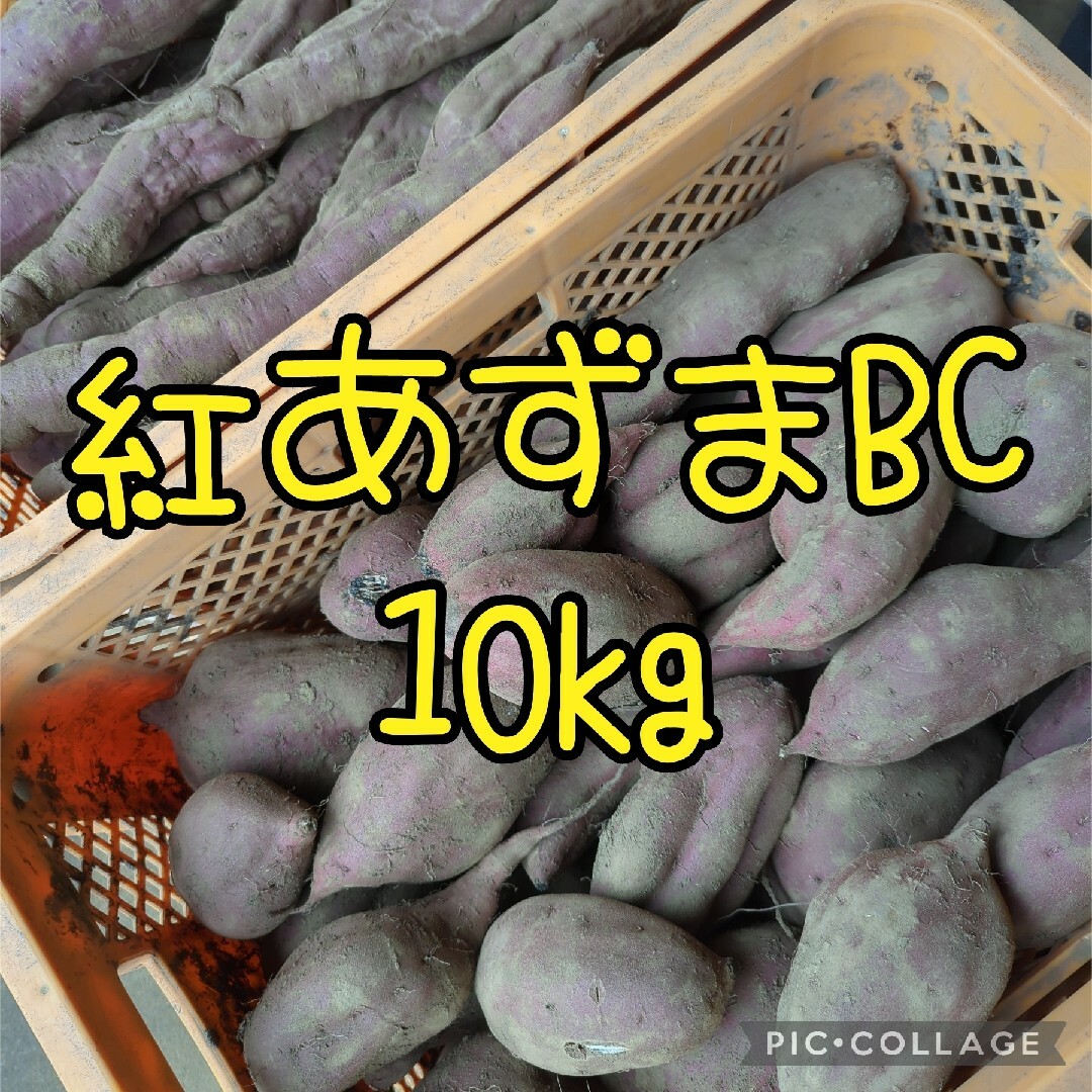 紅あずまBC10kg 食品/飲料/酒の食品(野菜)の商品写真