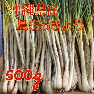 集荷日発送　沖縄県産　島らっきょう　500g 土・根付き(野菜)