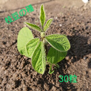 【自然栽培】枝豆の種30粒⑥(野菜)