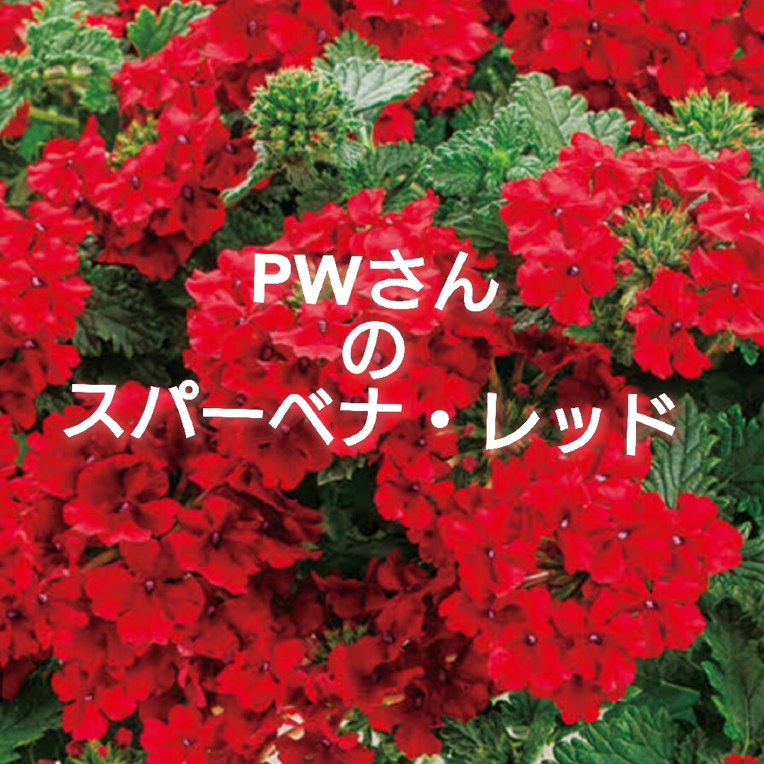 宿根草多年草 PW バーベナ フレッシュ苺色『スーパーベナ・レッド』ポット 発送 ハンドメイドのフラワー/ガーデン(その他)の商品写真