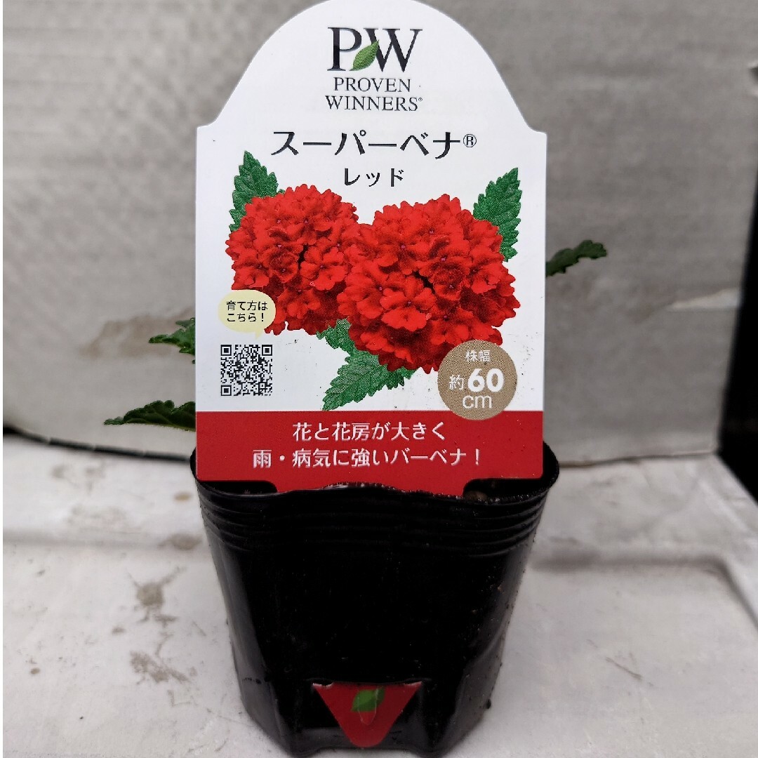 宿根草多年草 PW バーベナ フレッシュ苺色『スーパーベナ・レッド』ポット 発送 ハンドメイドのフラワー/ガーデン(その他)の商品写真