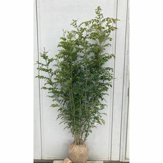 《現品》シマトネリコ　株立ち　樹高1.4ｍ（根鉢含まず）198【苗木/植木/鉢植(その他)