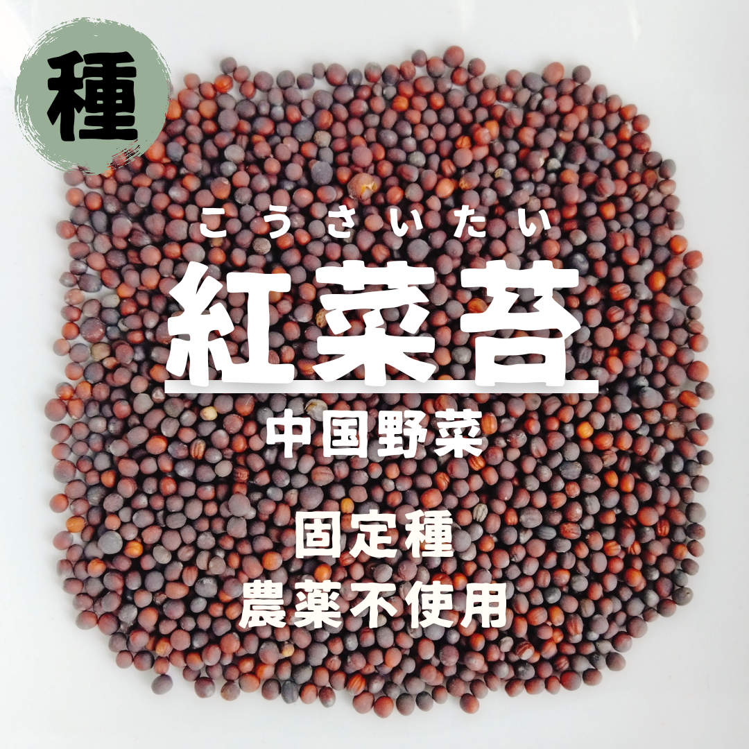 【種】紅菜苔　コウサイタイ　無農薬　80粒 食品/飲料/酒の食品(野菜)の商品写真