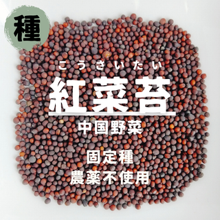 【種】紅菜苔　コウサイタイ　無農薬　80粒(野菜)