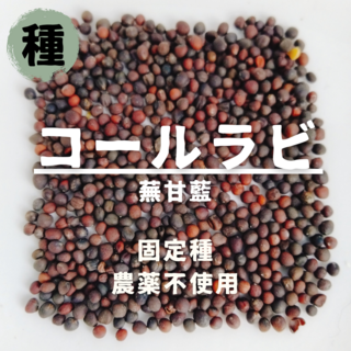 【種】コールラビ　無農薬　30粒(野菜)