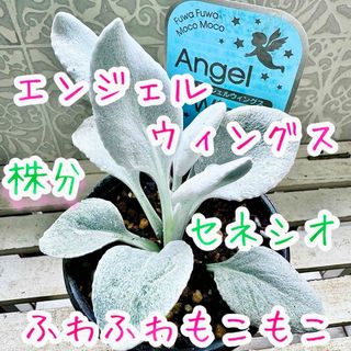 希少　セネシオ　エンジェルウィングス　ふわふわのシルバーリーフ　寄せ植え　苗(その他)