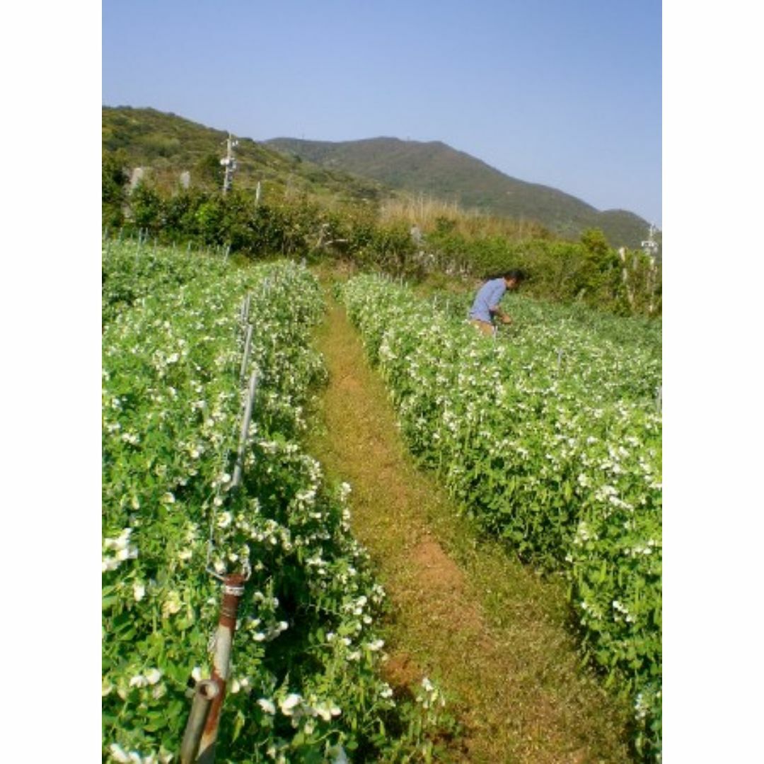 自然栽培 新たまねぎ(1kg)★愛知県産★無肥料・無農薬★自然とともにをテーマに 食品/飲料/酒の食品(野菜)の商品写真