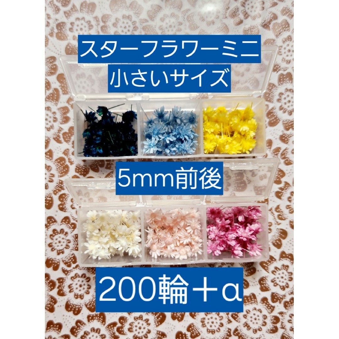 スターフラワーミニ マルセラ 小さいサイズ 5mm前後 200輪＋α ハンドメイドのフラワー/ガーデン(プリザーブドフラワー)の商品写真