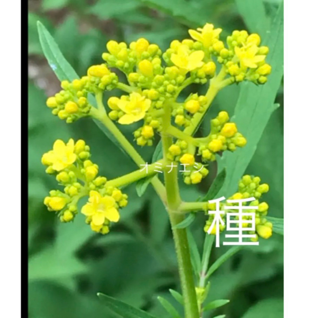 山野草　茶花　オミナエシの種 ハンドメイドのフラワー/ガーデン(ドライフラワー)の商品写真