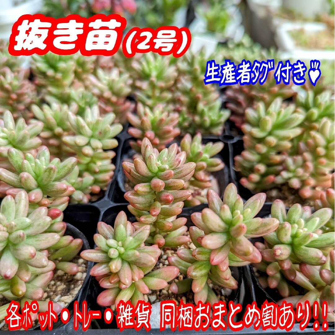 【抜き苗】オーロラ 虹の玉錦 斑入り 多肉植物 セダム 紅葉 プラ鉢プレステラ ハンドメイドのフラワー/ガーデン(その他)の商品写真