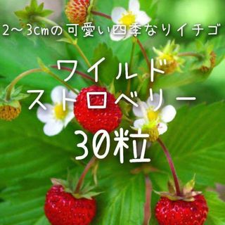 【ワイルドストロベリーのタネ】30粒 種子 種(その他)