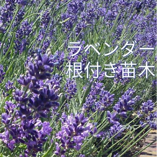 根付き苗［LG46］可愛い素敵な香りの花が咲くラベンダー グロッソ(プランター)