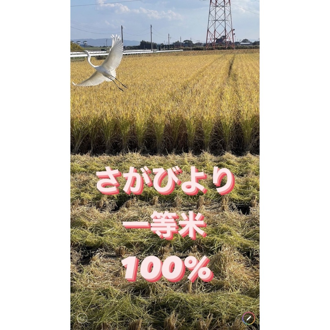 ⭐️新米 令和5年産1等米⭐️佐賀県産さがびより10k(5k×2袋) 食品/飲料/酒の食品(米/穀物)の商品写真