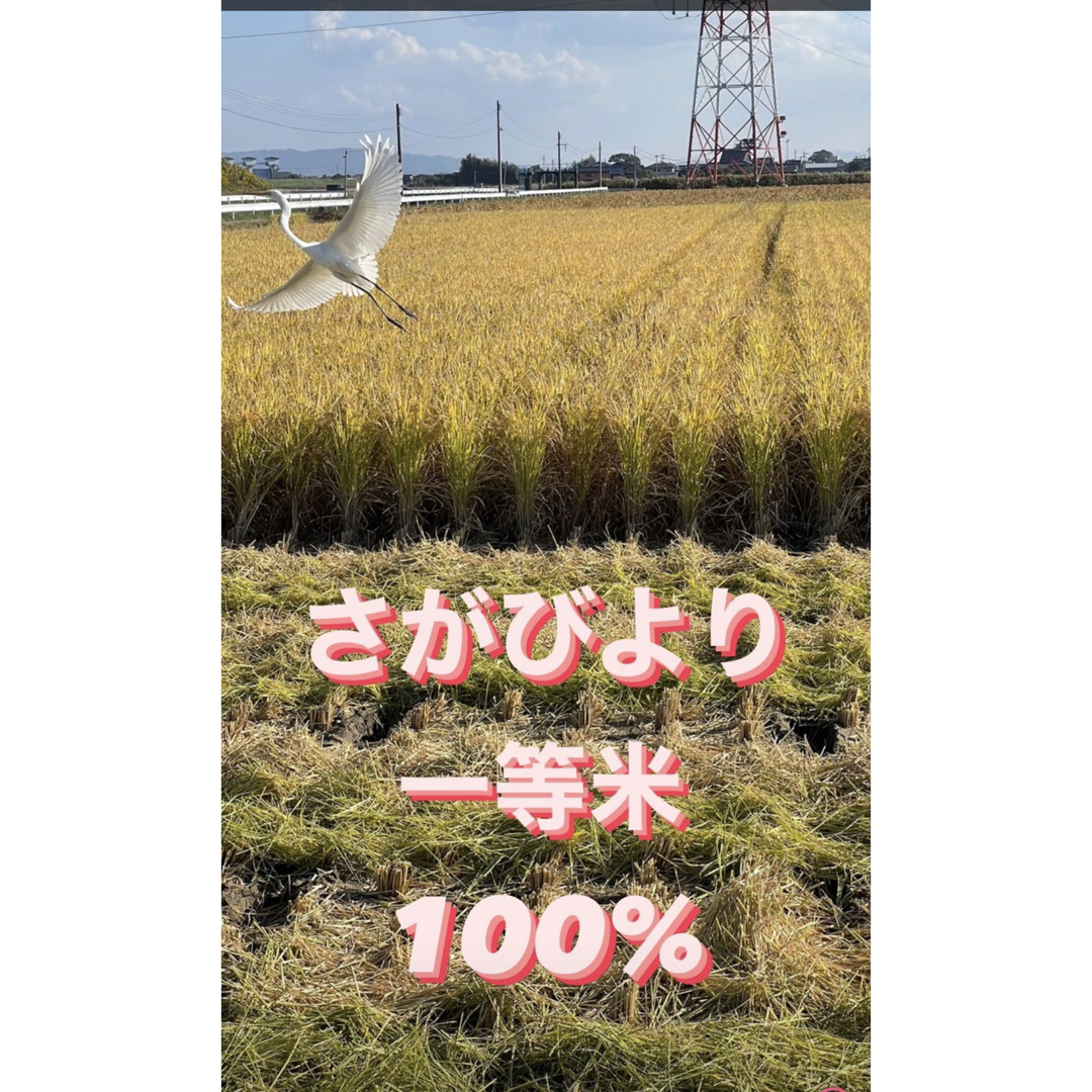 ⭐️新米 令和5年産1等米⭐️佐賀県産さがびより10k(5k×2袋) 食品/飲料/酒の食品(米/穀物)の商品写真