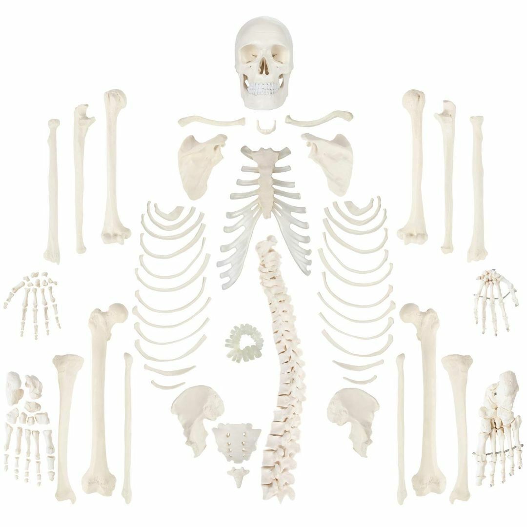 その他APHRODITE 骨格分離模型 人体全身骨格模型 170CM 等身大