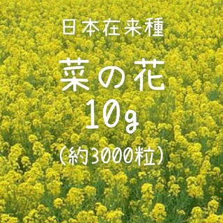 【菜の花のタネ】10g  種子 種 菜種 アブラナ 日本在来種 花 景観(その他)