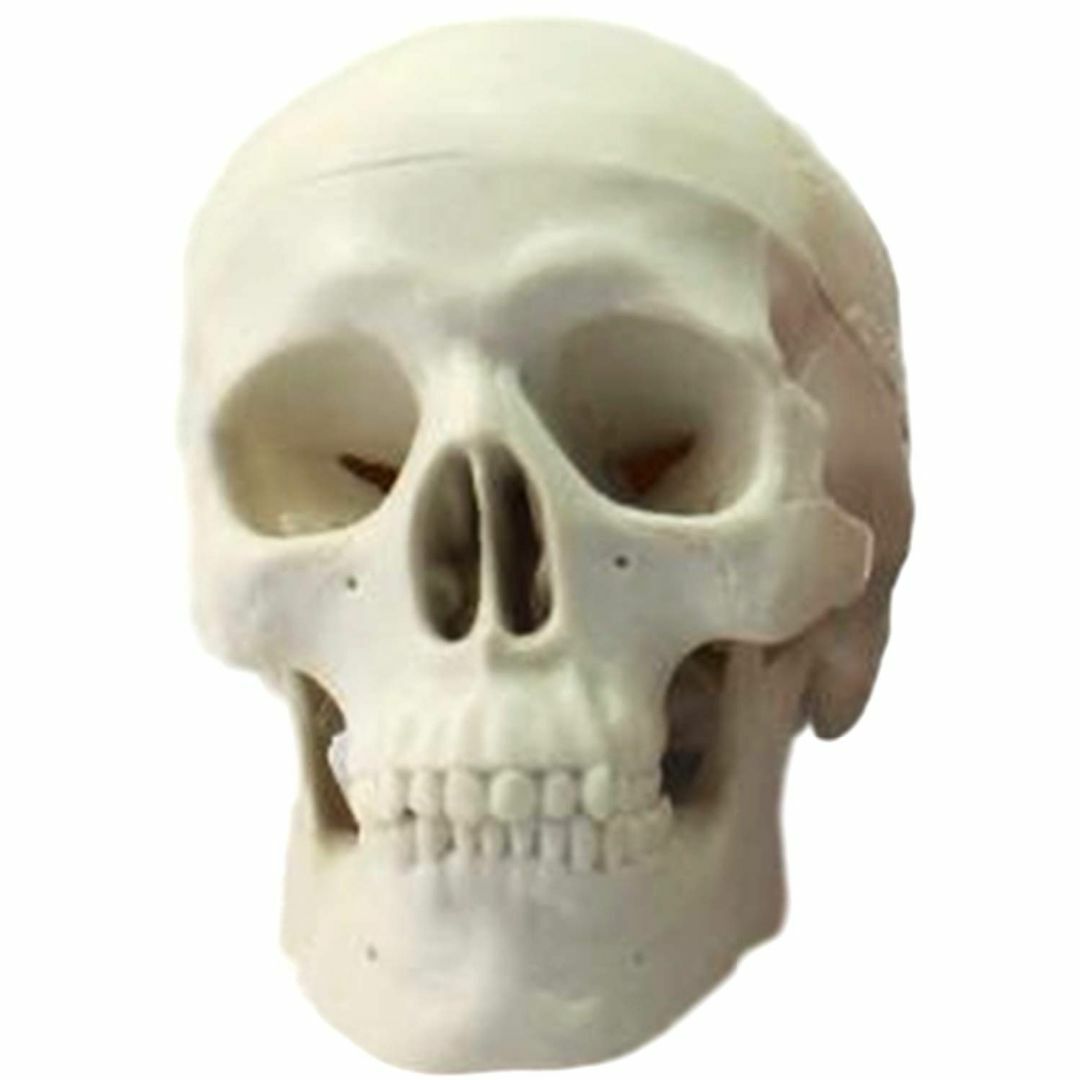 頭蓋骨 頭部 顎関節 人体 模型 可動 タイプ 学校 医学 教材 展示 装飾 デ その他のその他(その他)の商品写真