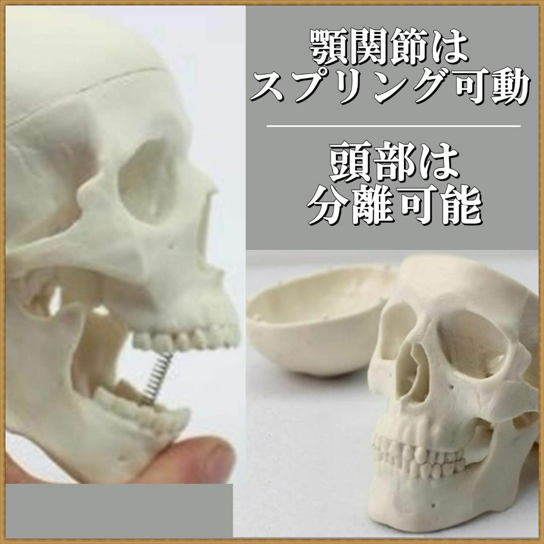頭蓋骨 頭部 顎関節 人体 模型 可動 タイプ 学校 医学 教材 展示 装飾 デ その他のその他(その他)の商品写真