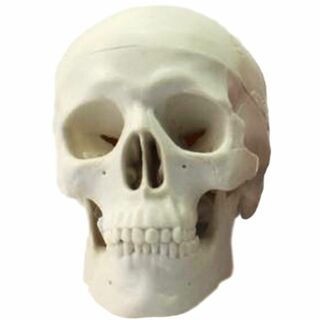 頭蓋骨 頭部 顎関節 人体 模型 可動 タイプ 学校 医学 教材 展示 装飾 デ(その他)