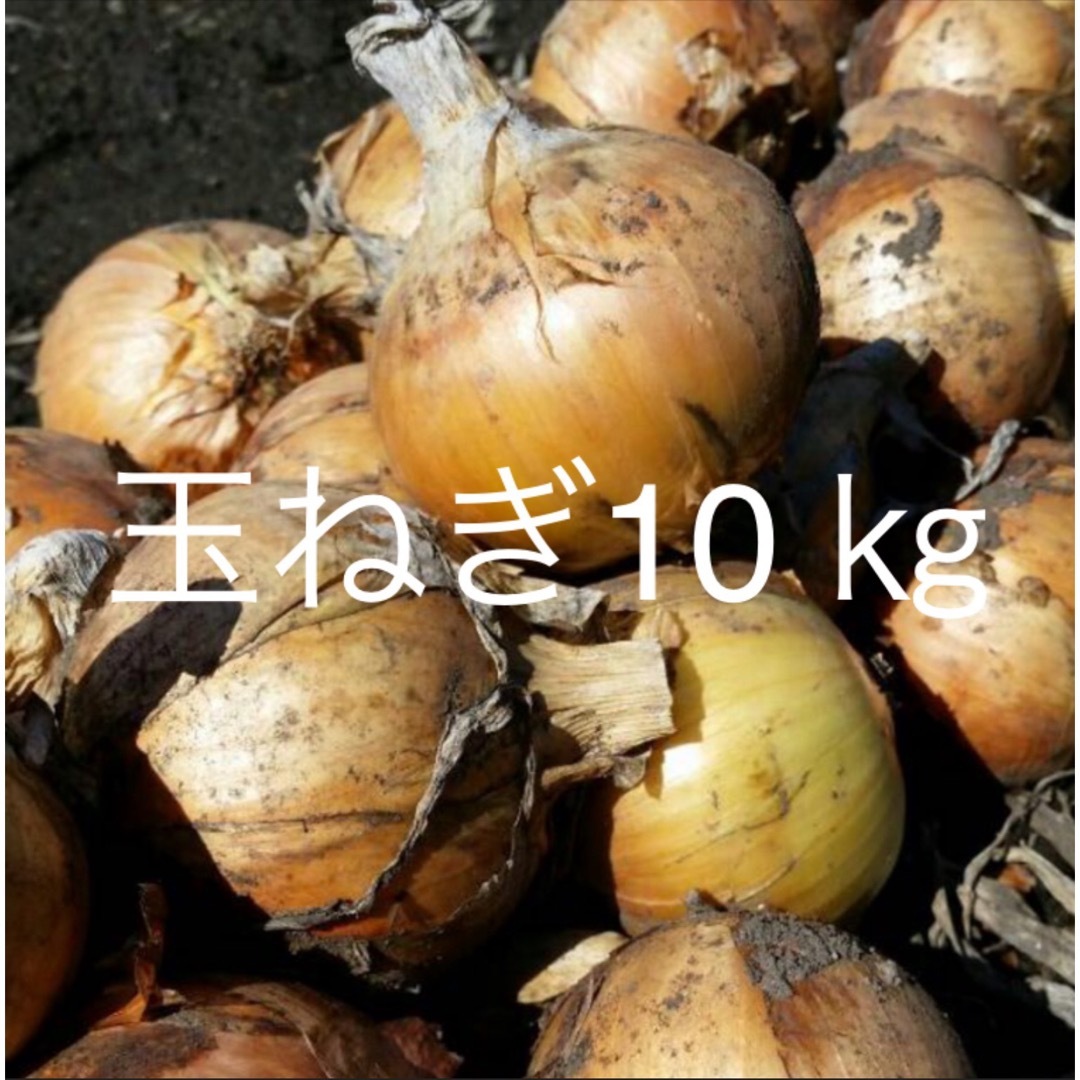 北海道産　越冬玉ねぎ10kg 食品/飲料/酒の食品(野菜)の商品写真