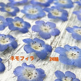 No.270❇︎ドライフラワー花材セット❇︎ネモフィラ❇︎24輪(ドライフラワー)