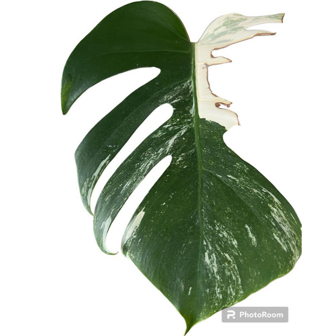 Mモンステラ斑入り　観葉植物　ホワイトタイガー　インテリア　カット茎　風水 ハンドメイドのフラワー/ガーデン(その他)の商品写真