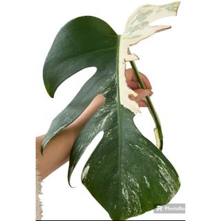 Mモンステラ斑入り　観葉植物　ホワイトタイガー　インテリア　カット茎　風水(その他)