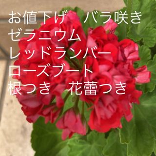 お値下げ　バラ咲き　ゼラニウム　レッドランバーローズブート　根つき　花蕾つき(その他)